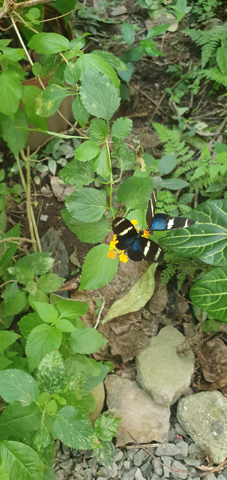 Butterflies feeding on flowers in the Gamboa rainforest