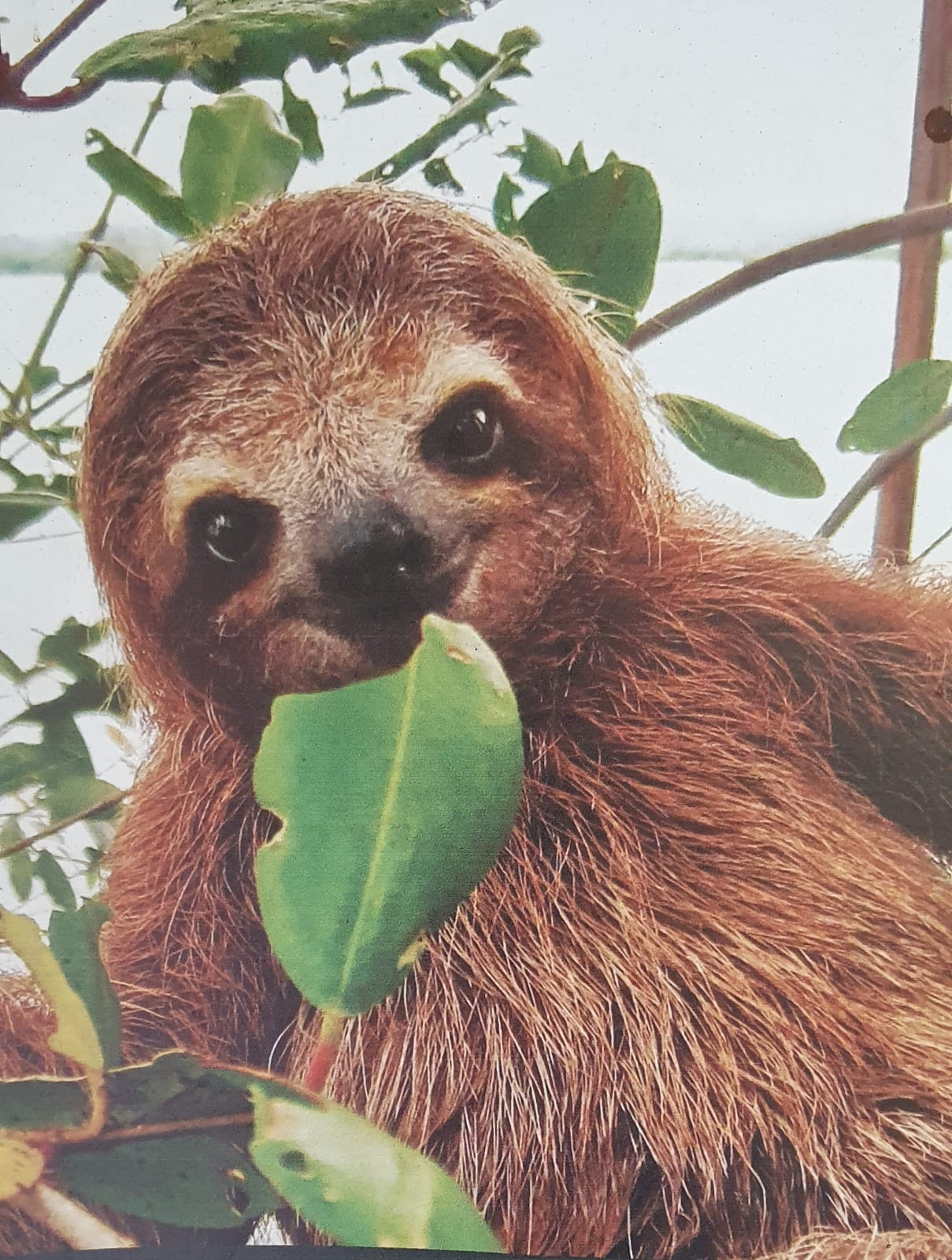 Sloth eating leaves in the Gamboa rainforest