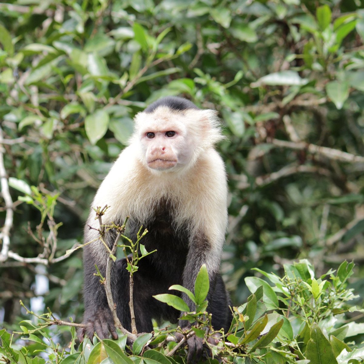 White-faced capuchin monkey on Monkey Island, Gatún Lake