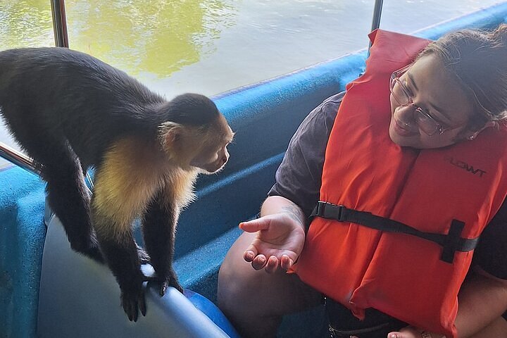 Capuchin monkey climbing onto a tour boat on Gatún Lake